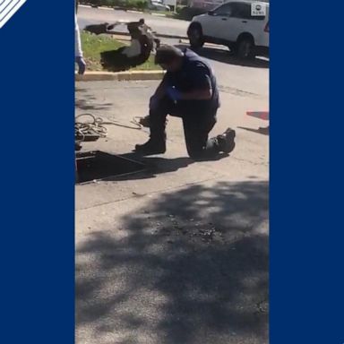 VIDEO: Mama duck attacks firefighter rescuing her duckling