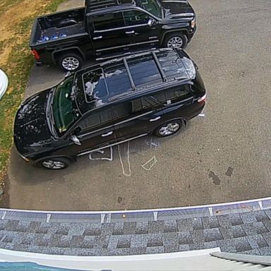 VIDEO: Bear takes a dip in New Jersey pool