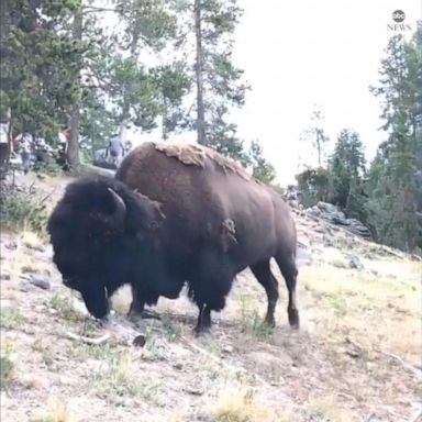 VIDEO: Bison charges girl, sending her flying into air