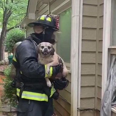 VIDEO: Firefighters rescue adorable dog from burning home