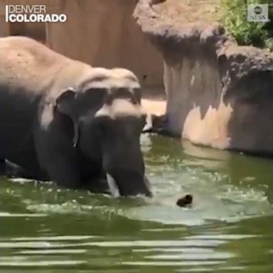 The Asian elephant used its trunk as a snorkel, according to the Denver Zoo.