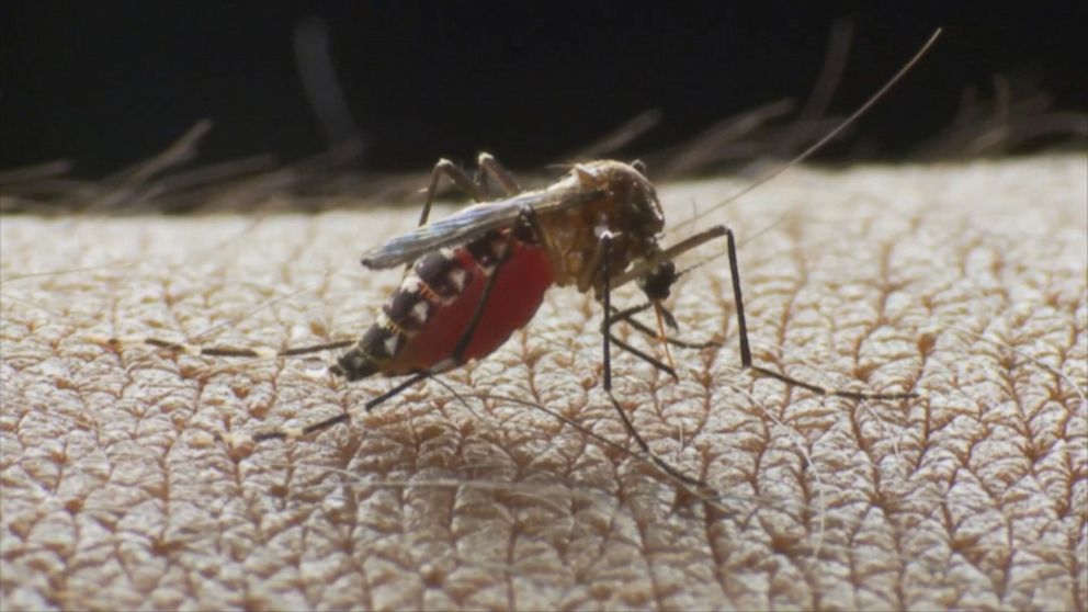 What you need to know about the deadly mosquito-borne illness Eastern  equine encephalitis - ABC News