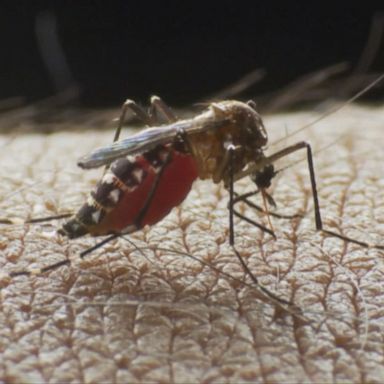 Deadly mosquito-borne virus that causes brain swelling detected in Florida