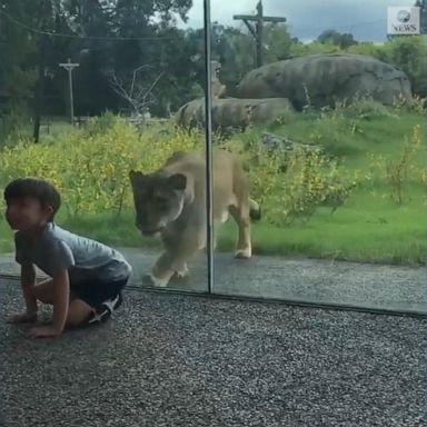 VIDEO: Head: Little boy unfazed as lion pounces toward him