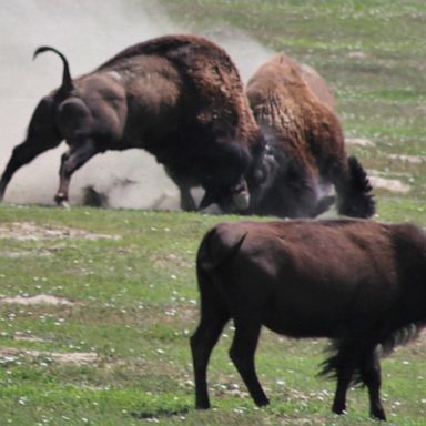 A 17-year-old from Colorado is in stable condition after being gored by a bison while walking along a trail at Theodore Roosevelt National Park in North Dakota, according to park officials.