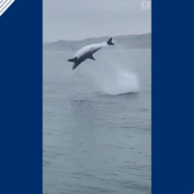 The shark stunned onlookers in California as it leaped out of the water, attacking bait at the end of a hook. 