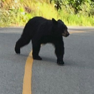 Colorado woman charged by black bear during vacation in Canada 