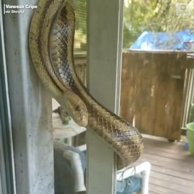 VIDEO: Snake coils around Florida woman's door