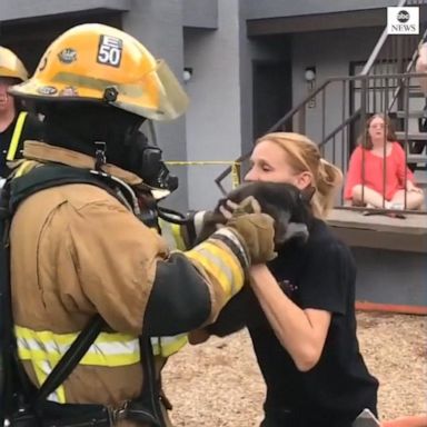 VIDEO: Firefighters rescue cats from apartment fire in Arizona