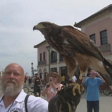 VIDEO: Birds of prey used to scare off aggressive seagulls in Ocean City, NJ