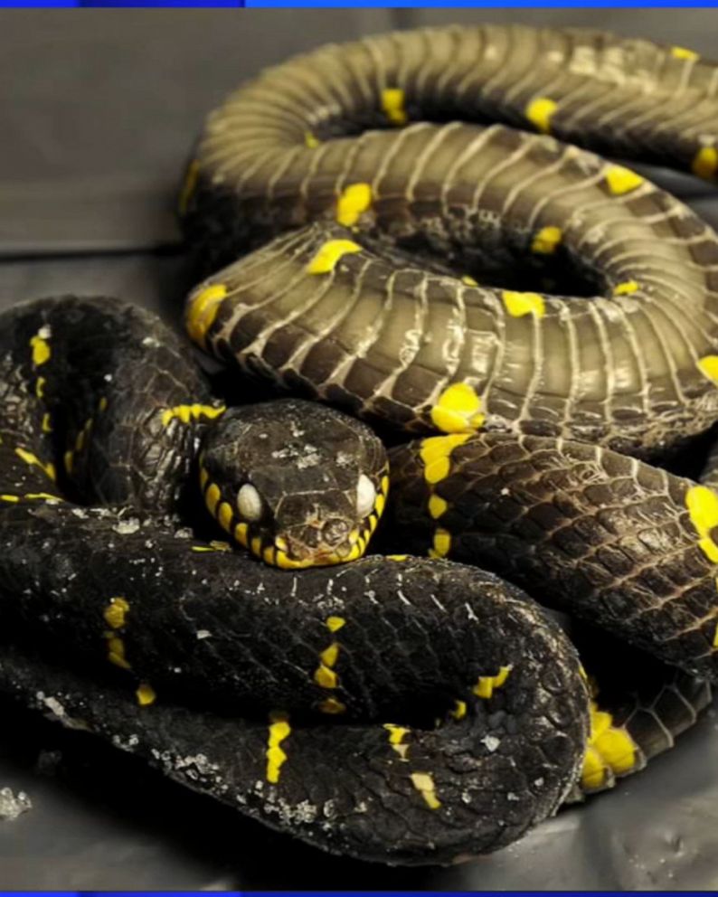 190808_wabc_snake_loose_hpMain