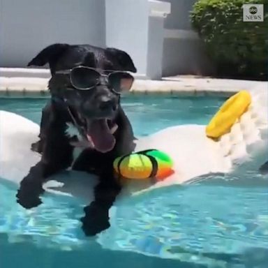 Rosie, a Labrador mix, sported sunglasses while enjoying the Florida sunshine. 