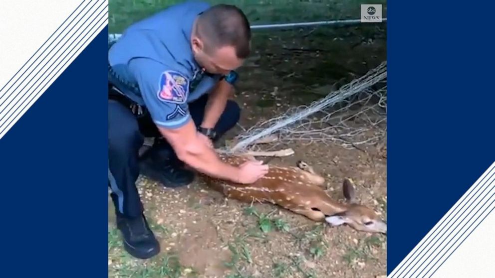 officers save deer tangled in soccer net video abc news officers save deer tangled in soccer net