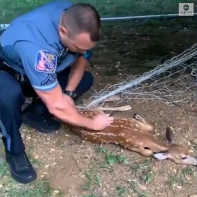 VIDEO: Officers save deer tangled in soccer net