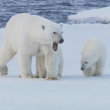 Trump weakens rules that protect endangered species