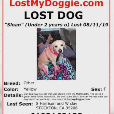 Support dog stolen from child with autism in California