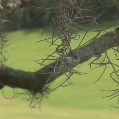 South Carolina woman attacked by alligator while walking dog