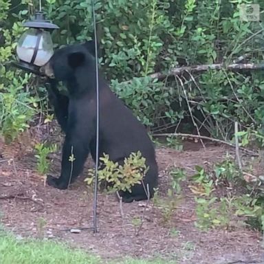 The young bear was caught on camera stealing a quick bite from a South Carolina yard.