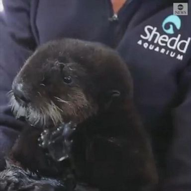 The pups were cared for and then moved to the Shedd Aquarium in Chicago, where they are now recovering.