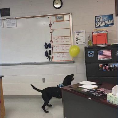 The officer, "Ace," enjoyed chasing a balloon around a classroom full of students at Spain Park High School in Alabama.