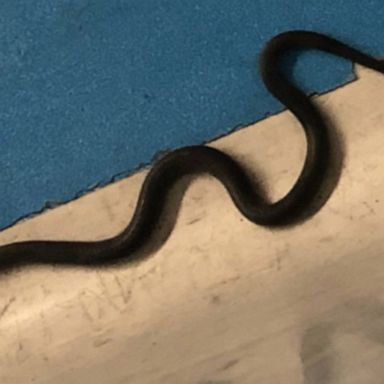 A black snake was discovered Monday night on the floor of a Transportation Security Administration checkpoint in Terminal C at Newark Liberty International Airport by a "youngster," according to the TSA.