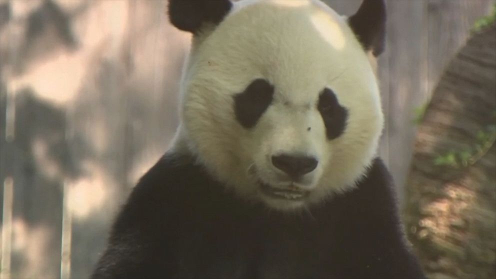 Video Bei Bei the panda turns 4 - ABC News