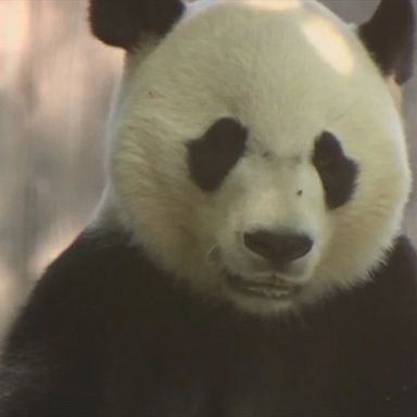 Bei Bei the panda turns 4