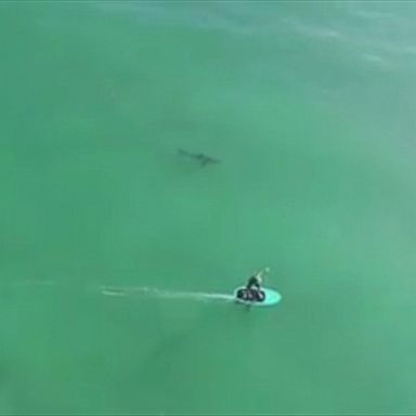 Aerial footage shows surfers riding waves only yards away from great white sharks