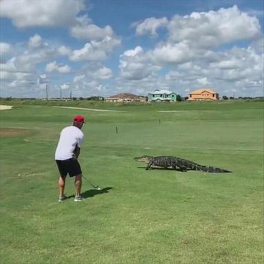 The large reptile also stayed focused and continued its stroll along the green past onlooking golfers. 