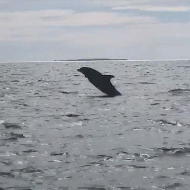 VIDEO: Dolphins playfully jump out of water in Massachusetts 