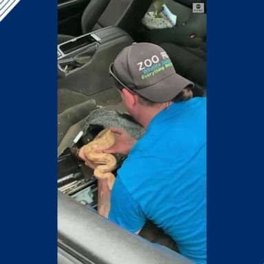 VIDEO: Slithering boa constrictor removed from car