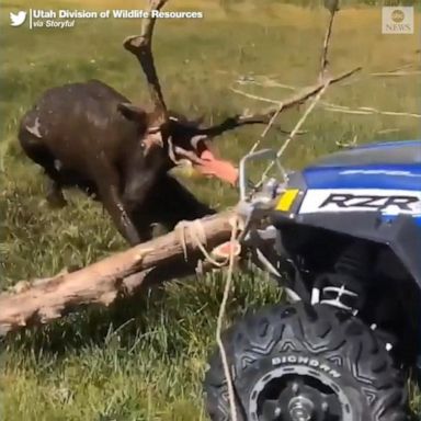 VIDEO: Elk gets stuck in the mud, rescued by wildlife officials