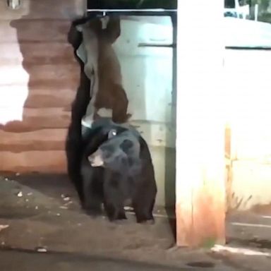 VIDEO: California deputies rescue bear cub from dumpster