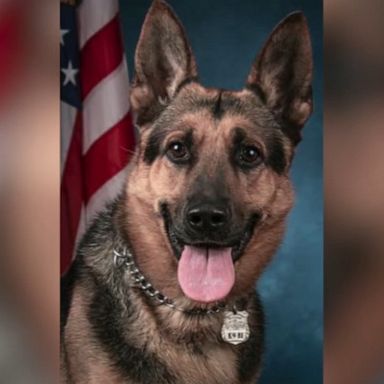 K-9 officer assists in massive cocaine bust