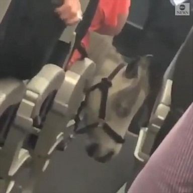 The small, patient horse was aboard an America Airlines flight from Chicago to Omaha.