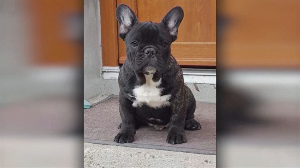 French Bulldog Puppy Dies On International Klm Flight Video Abc News