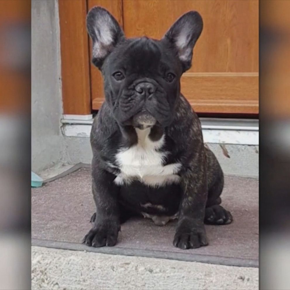 French Bulldog Puppy Dies On Trans Atlantic Klm Flight Abc News