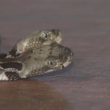 VIDEO: Rare 2-headed rattlesnake found in New Jersey