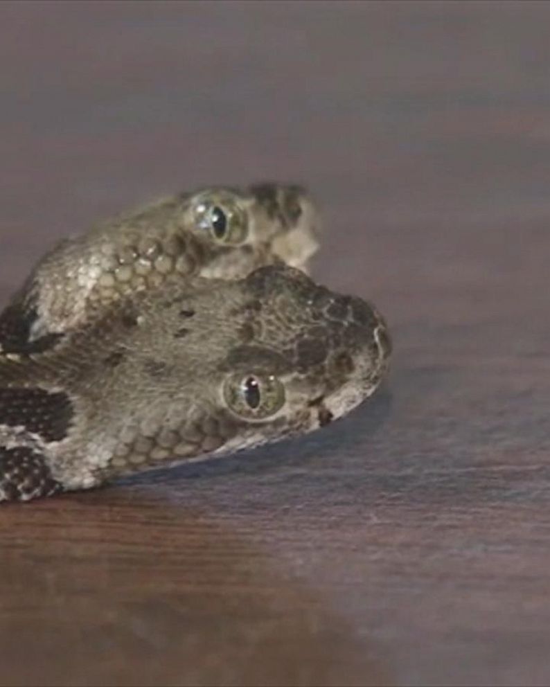 Rare, two-headed rattlesnake found in New Jersey forest