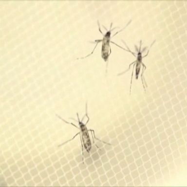 A patient in Michigan who contracted Eastern equine encephalitis, a rare mosquito-borne virus that causes brain swelling, has died, according to health officials.