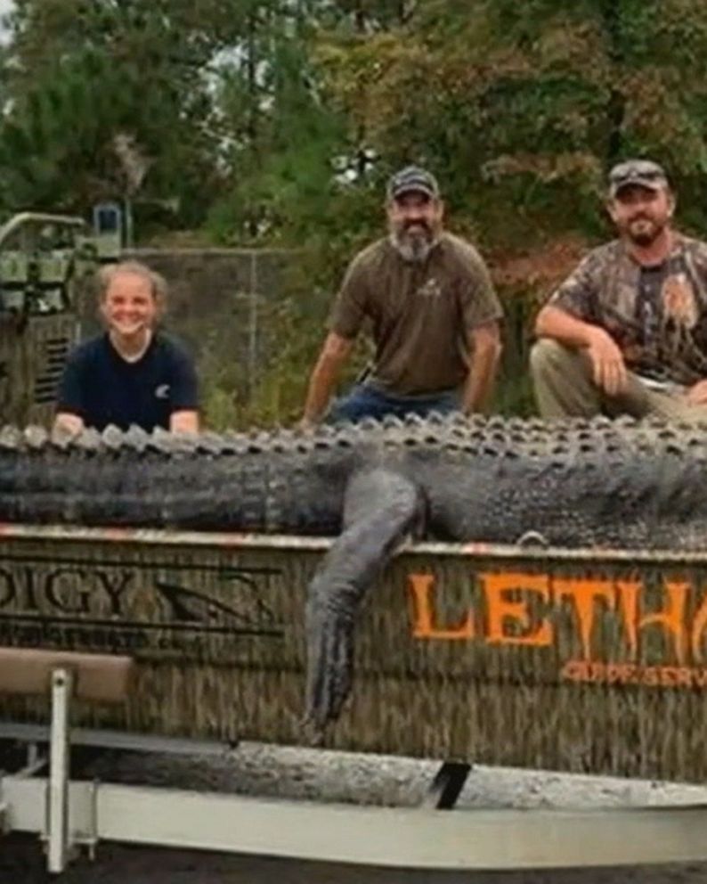 Massive 14-foot alligator captured and killed after dragging human remains  along canal - US News - News - Daily Express US