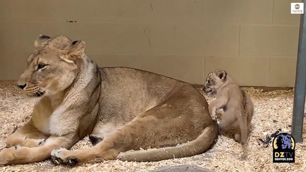 Curious lion cub meets dad for first time Video - ABC News