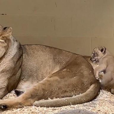 VIDEO: Curious lion cub meets dad for first time