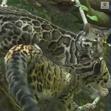 Clouded leopard cubs make their debut at zoo