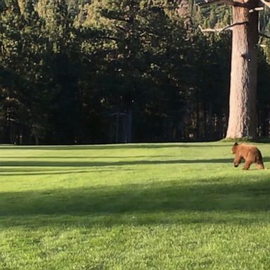 Family of bears enjoy time on the golf course