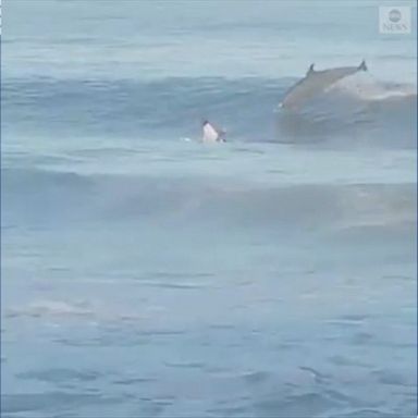 Dolphin steals wave from California surfers