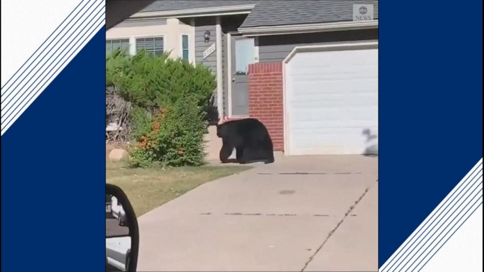 Black bear strolls through Colorado Springs Video - ABC News