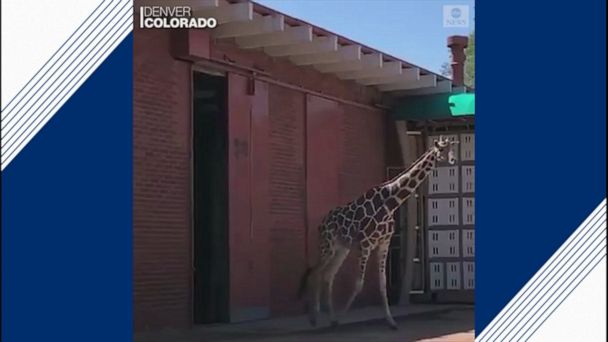 Video Giraffe makes debut at Denver Zoo - ABC News