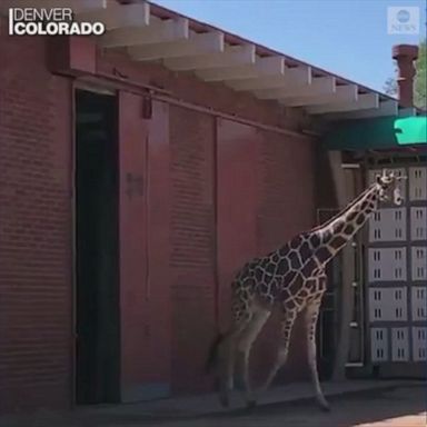 Giraffe makes debut at Denver Zoo