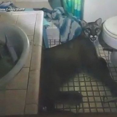 Mountain lion breaks into California home